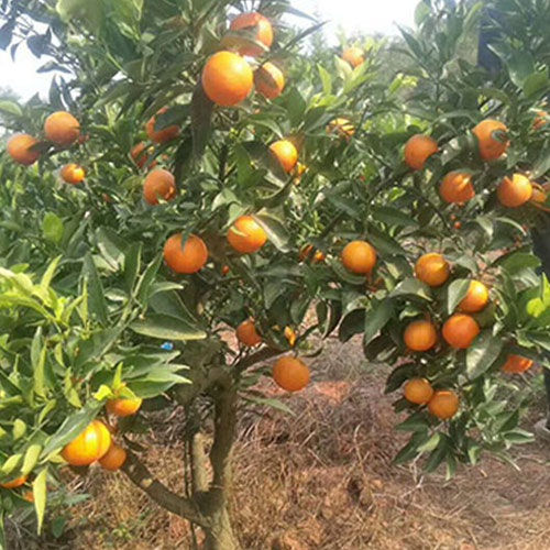 柑橘树苗如何防止冻害