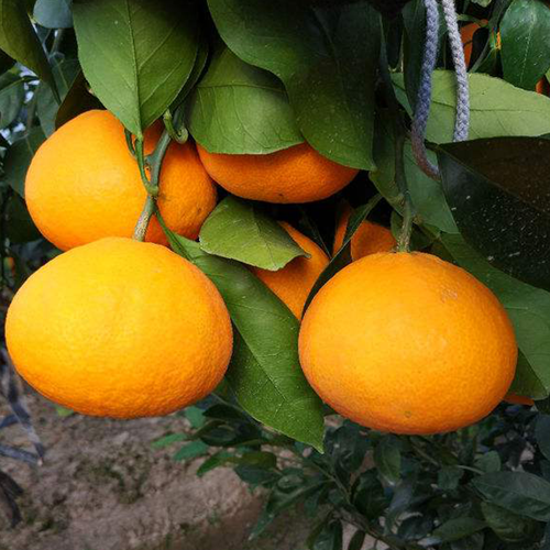 柑橘秋黄的主要原因和防止方法