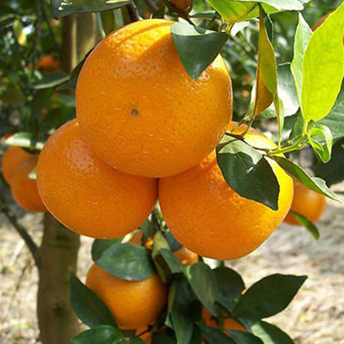 柑橘栽种过程中需要特别注意这四点