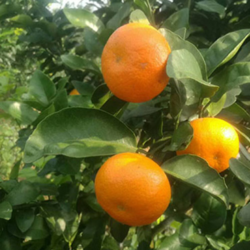 柑橘肥害发生的补救措施